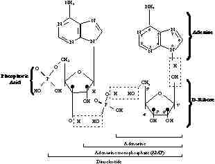 rna2.jpg