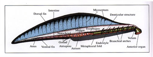 cambrian_chordate-fig07.jpg (27945 bytes)