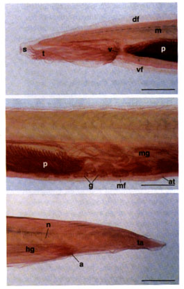 cambrian_chordate-fig20-22.jpg (28483 bytes)